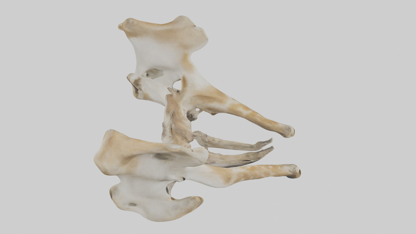 3D model Giraffe Pelvis VR / AR / low-poly