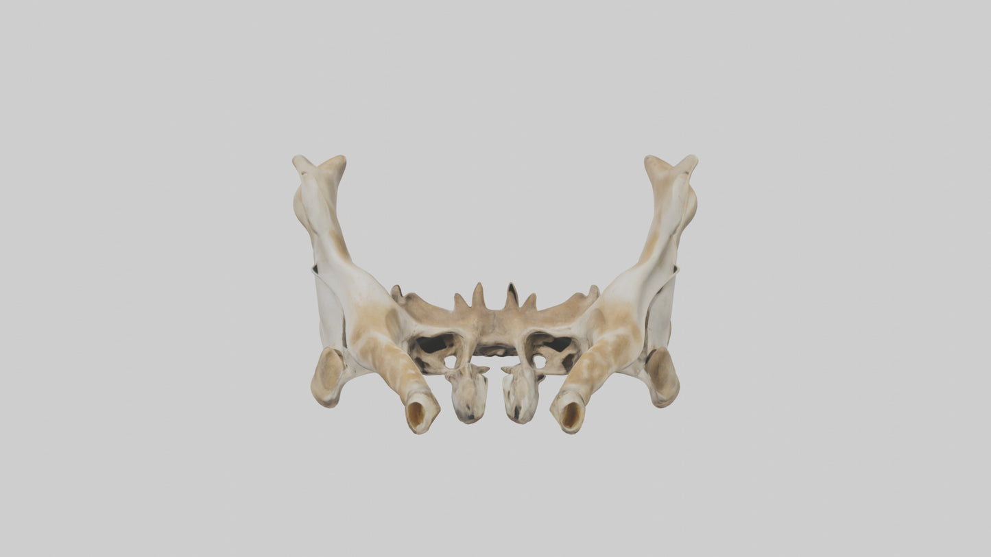 3D model Giraffe Pelvis VR / AR / low-poly