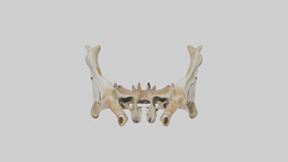 3D model Giraffe Pelvis VR / AR / low-poly