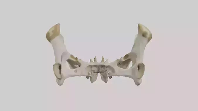 3D model Giraffe Pelvis VR / AR / low-poly