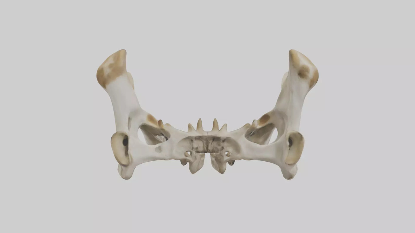 3D model Giraffe Pelvis VR / AR / low-poly