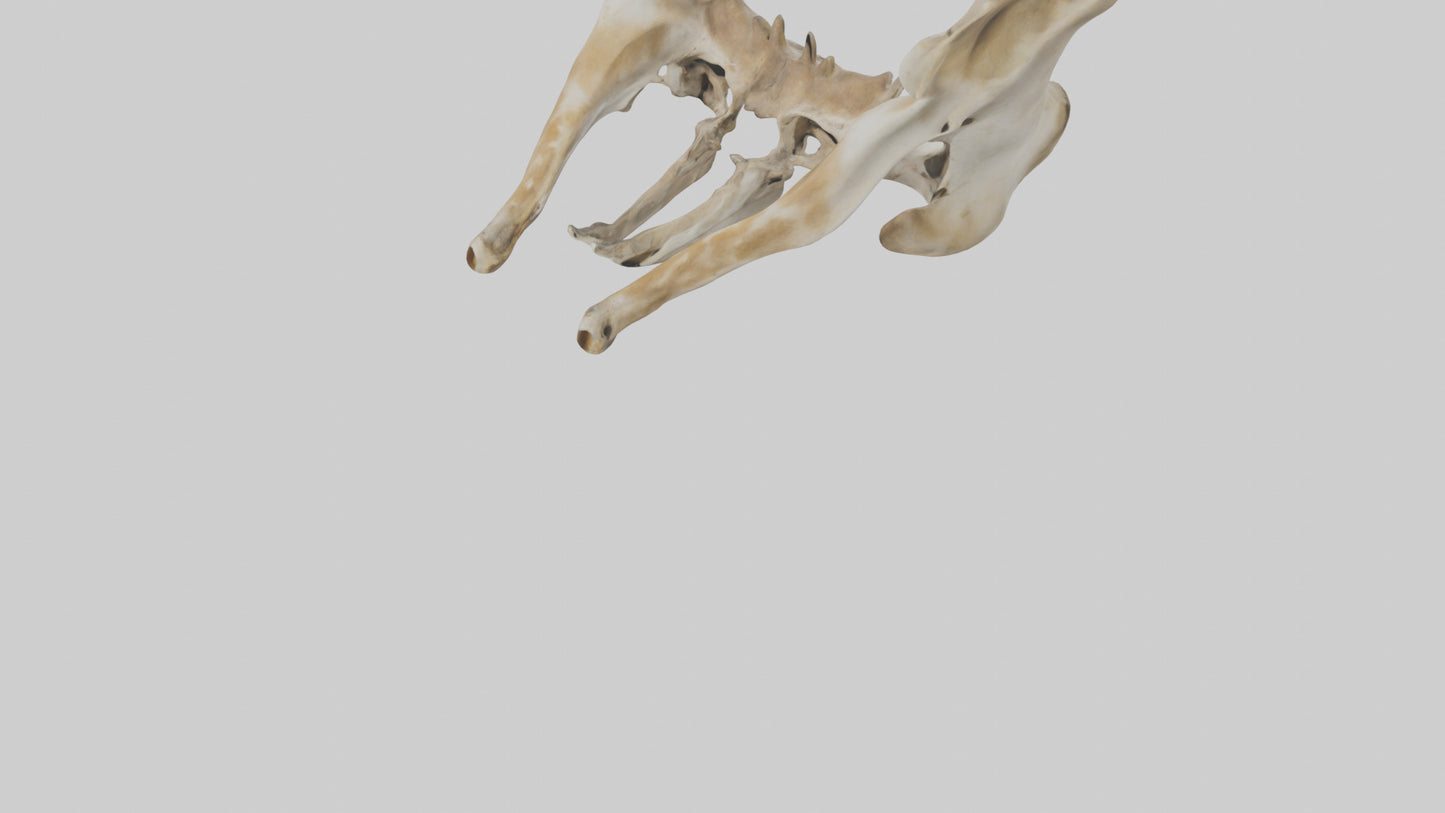 3D model Giraffe Pelvis VR / AR / low-poly