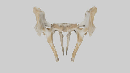 3D model Giraffe Pelvis VR / AR / low-poly