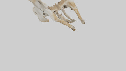 3D model Giraffe Pelvis VR / AR / low-poly