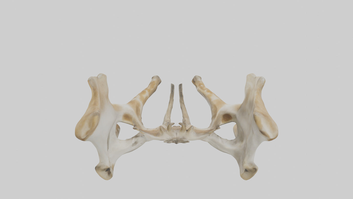 3D model Giraffe Pelvis VR / AR / low-poly