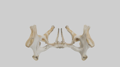 3D model Giraffe Pelvis VR / AR / low-poly