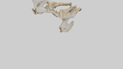 3D model Giraffe Pelvis VR / AR / low-poly