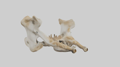 3D model Giraffe Pelvis VR / AR / low-poly