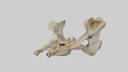 3D model Giraffe Pelvis VR / AR / low-poly