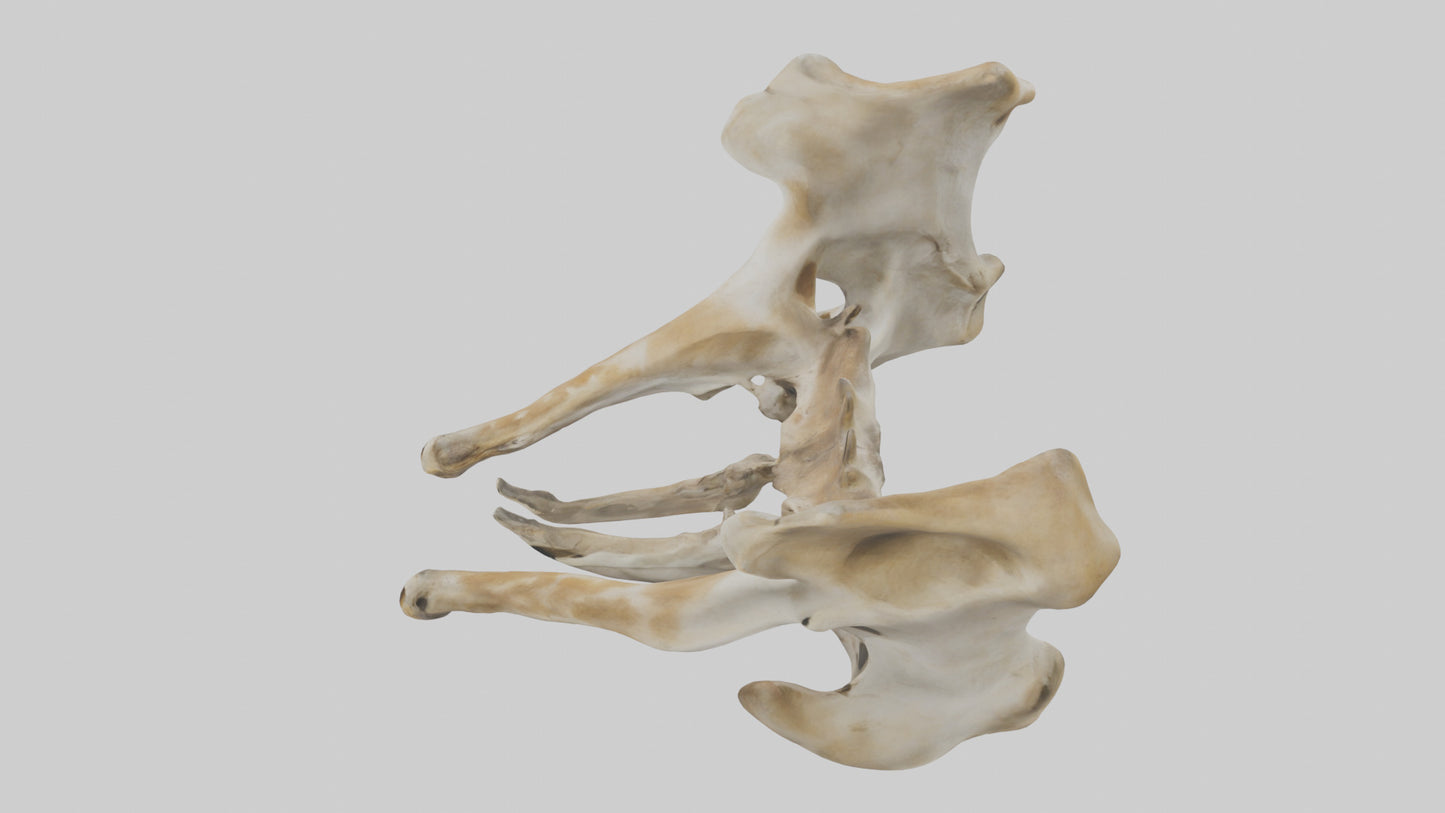 3D model Giraffe Pelvis VR / AR / low-poly