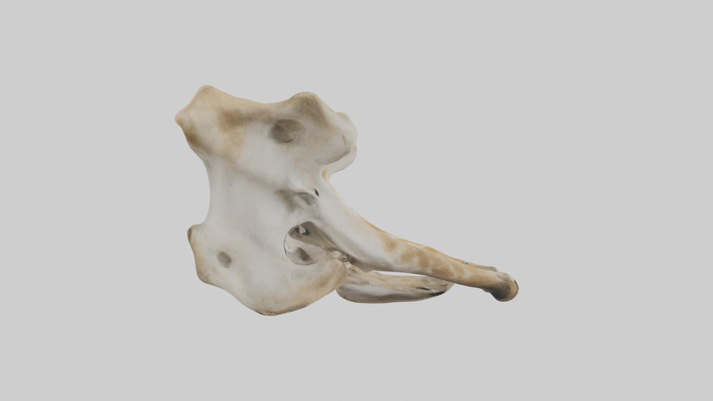 3D model Giraffe Pelvis VR / AR / low-poly