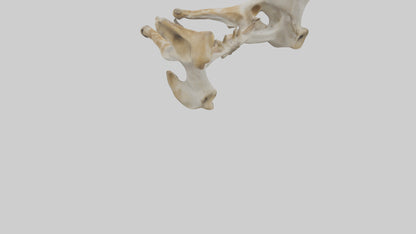3D model Giraffe Pelvis VR / AR / low-poly