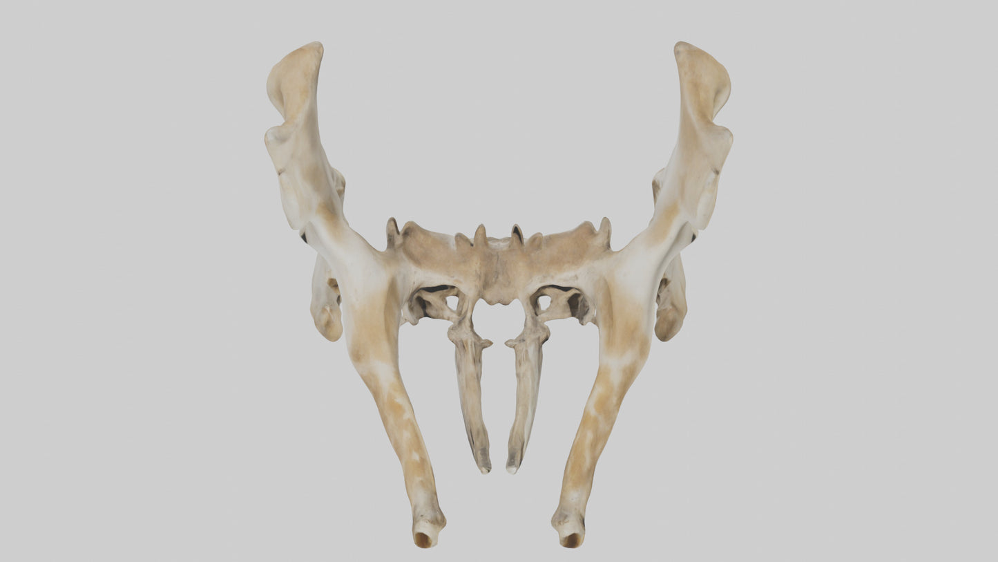 3D model Giraffe Pelvis VR / AR / low-poly