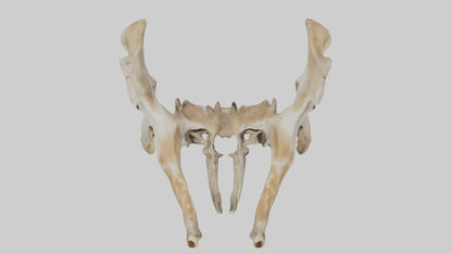 3D model Giraffe Pelvis VR / AR / low-poly