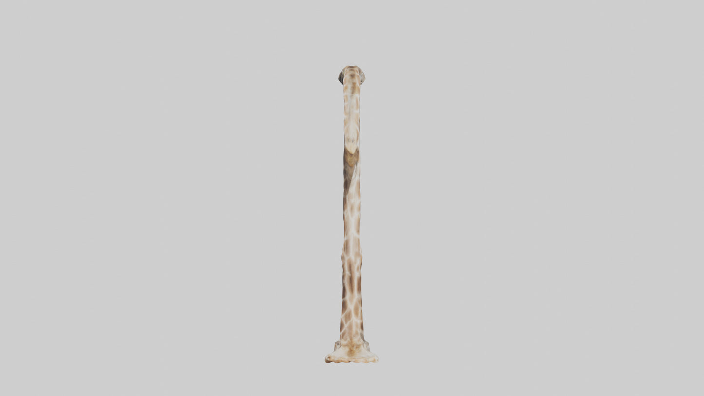 3D model Giraffe Rib VR / AR / low-poly