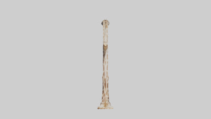 3D model Giraffe Rib VR / AR / low-poly