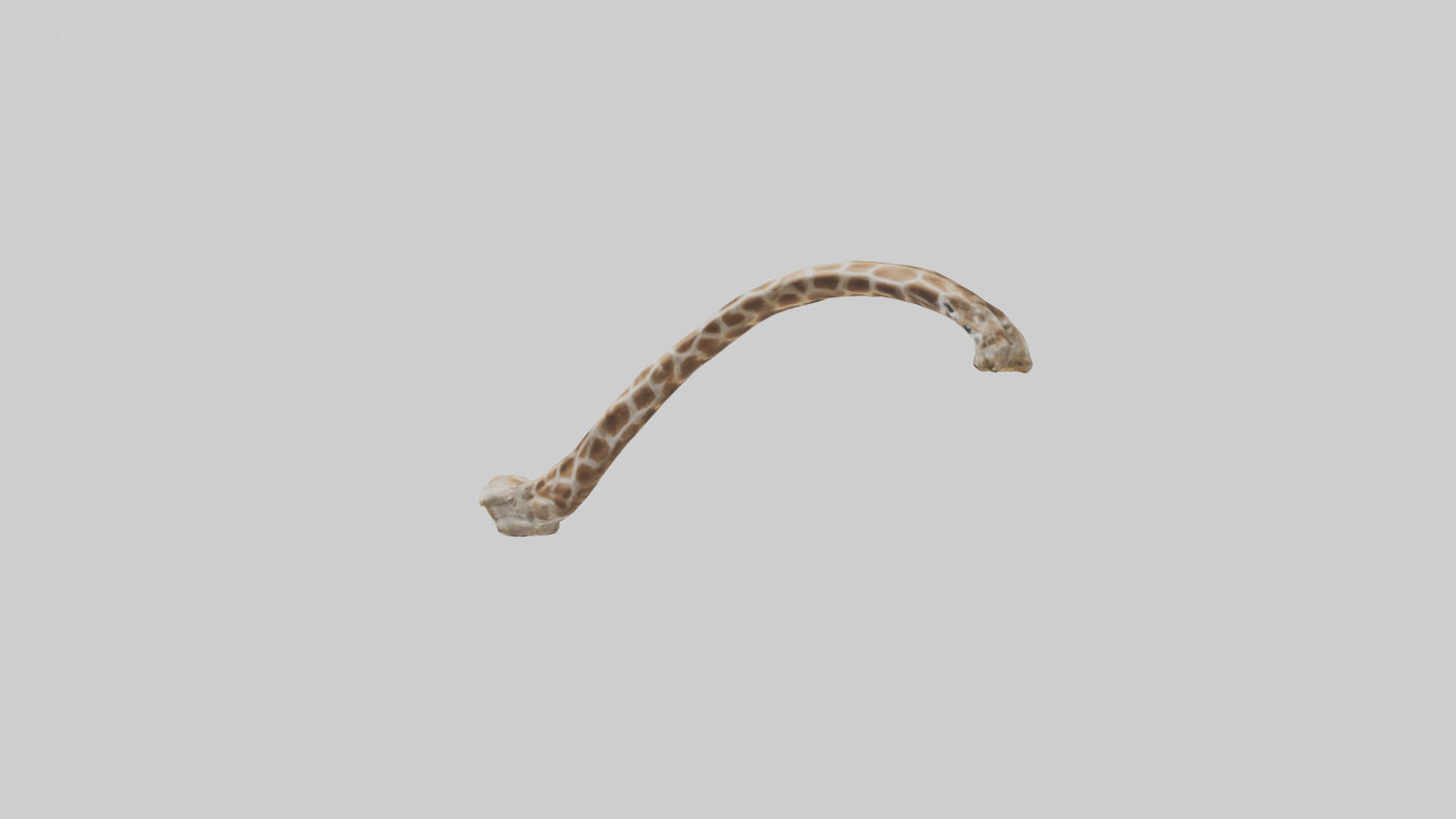 3D model Giraffe Rib VR / AR / low-poly