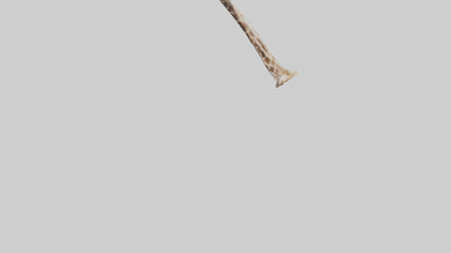 3D model Giraffe Rib VR / AR / low-poly