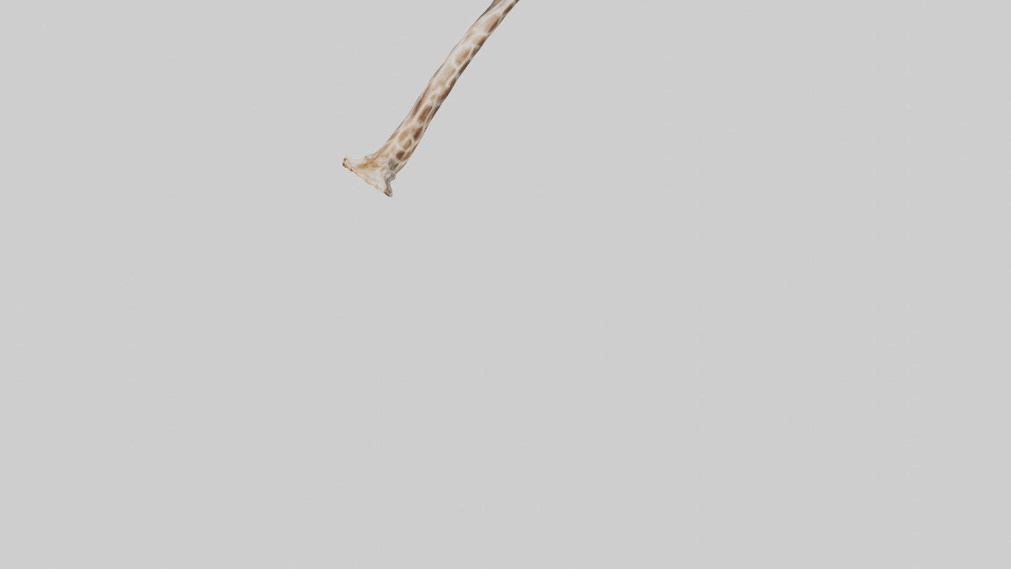 3D model Giraffe Rib VR / AR / low-poly