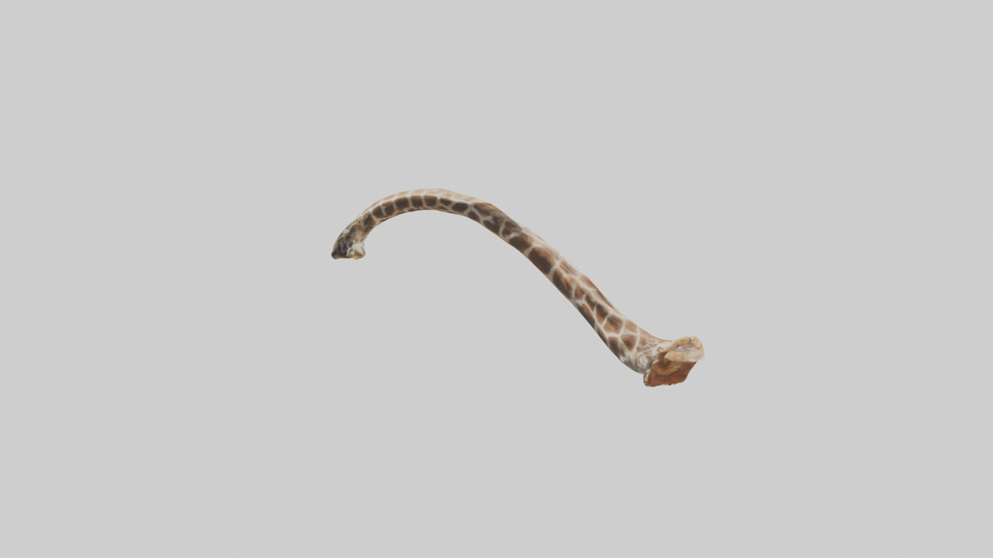 3D model Giraffe Rib VR / AR / low-poly