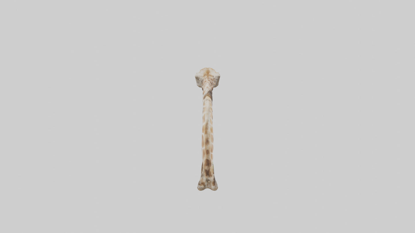 3D model Giraffe Rib VR / AR / low-poly