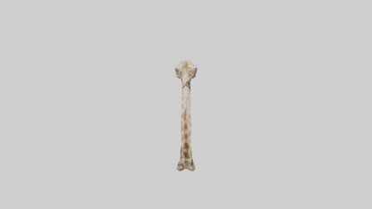 3D model Giraffe Rib VR / AR / low-poly