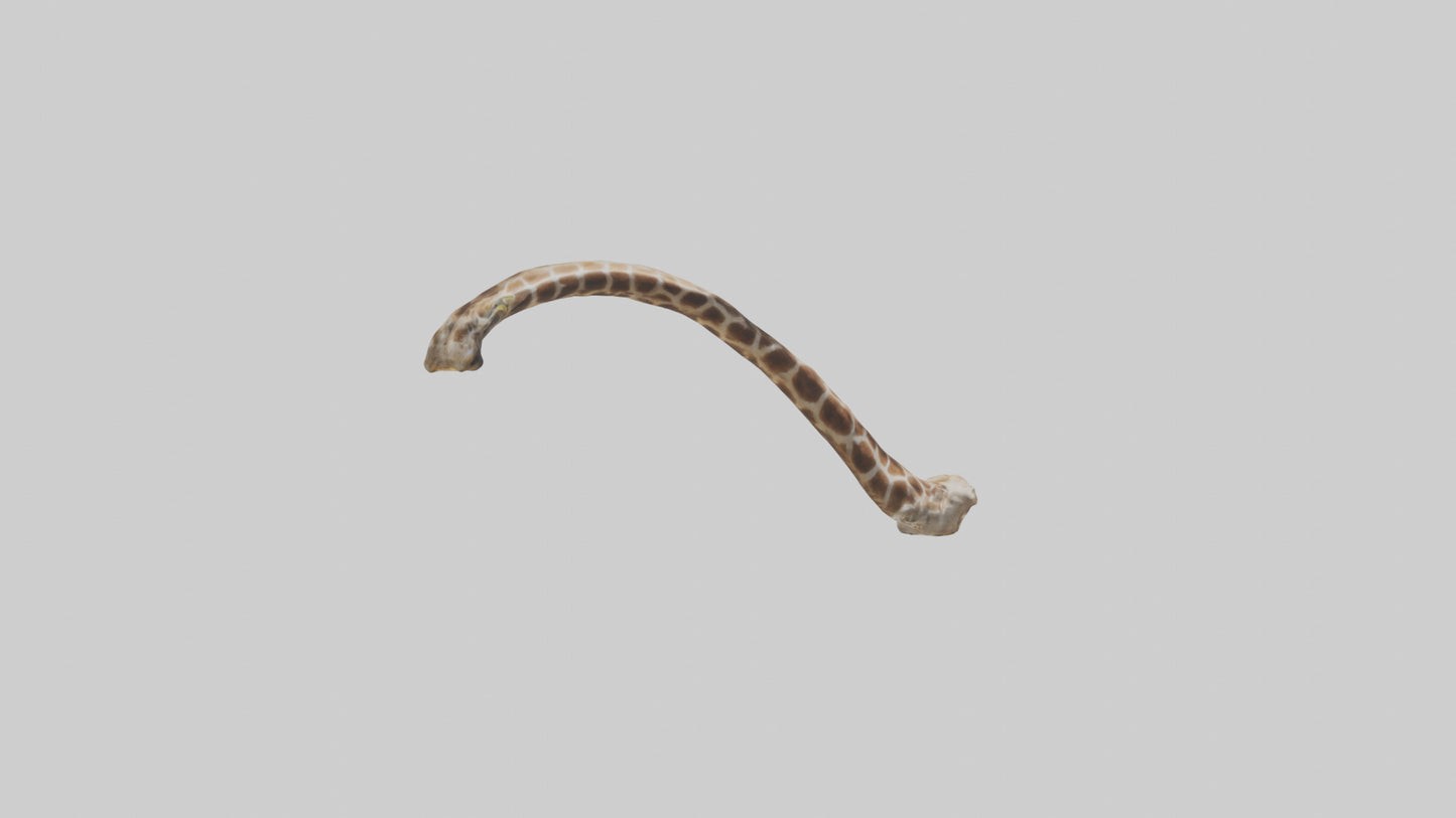 3D model Giraffe Rib VR / AR / low-poly