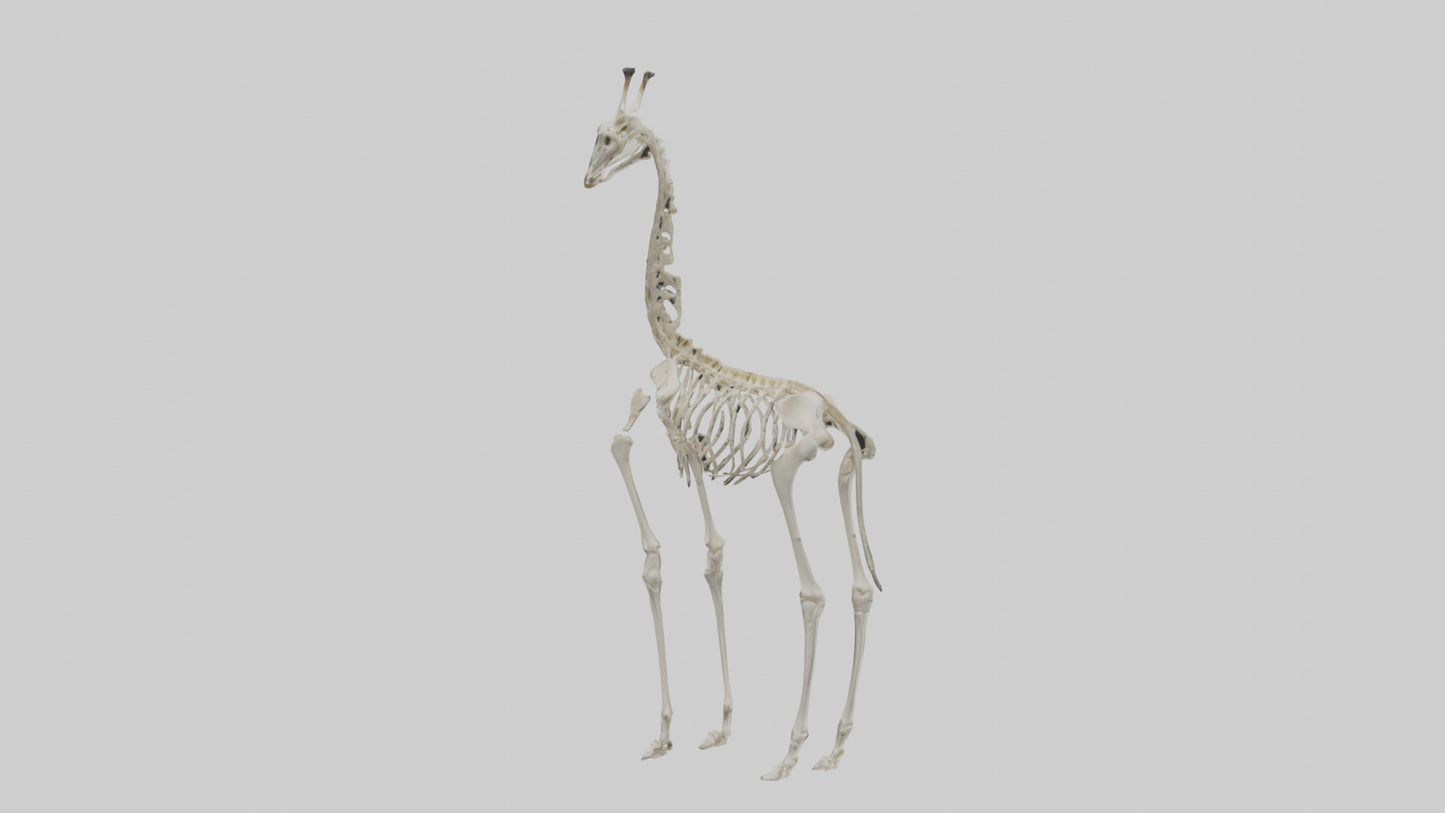Giraffe Skeleton model VR / AR / low-poly