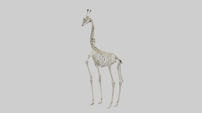 Giraffe Skeleton model VR / AR / low-poly