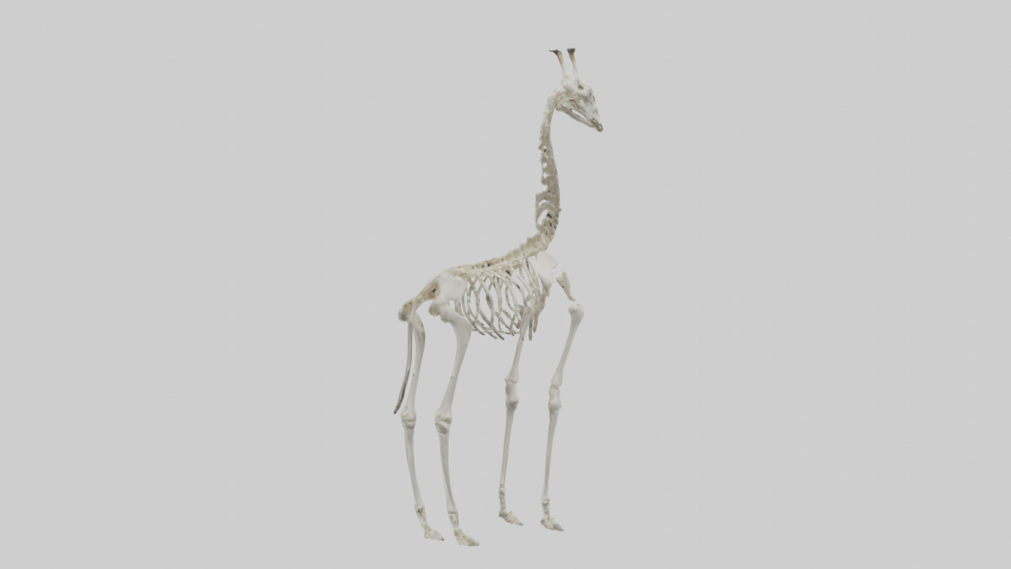Giraffe Skeleton model VR / AR / low-poly