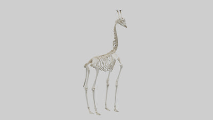 Giraffe Skeleton model VR / AR / low-poly