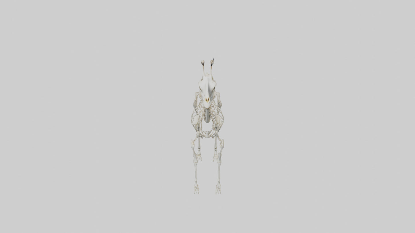 Giraffe Skeleton model VR / AR / low-poly
