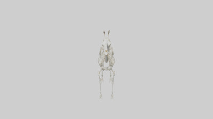Giraffe Skeleton model VR / AR / low-poly