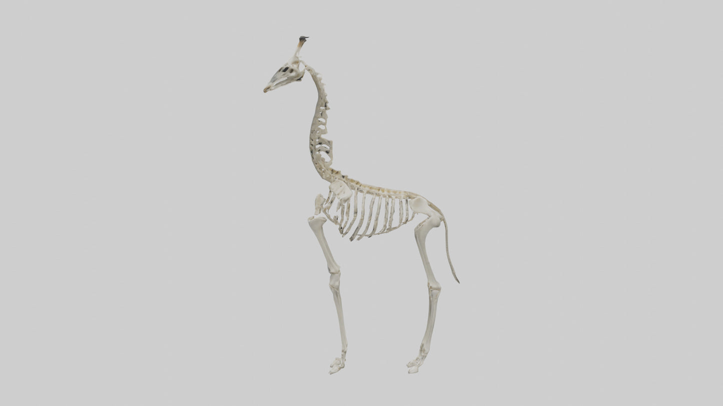 Giraffe Skeleton model VR / AR / low-poly