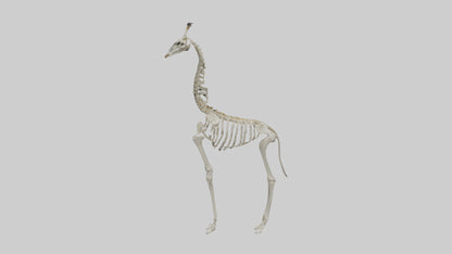 Giraffe Skeleton model VR / AR / low-poly
