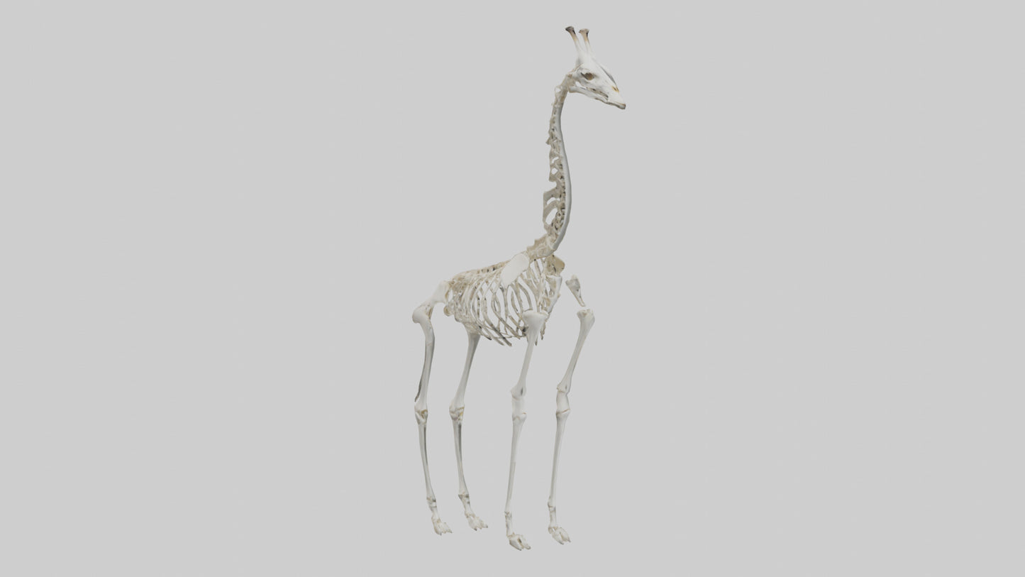 Giraffe Skeleton model VR / AR / low-poly