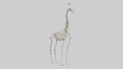 Giraffe Skeleton model VR / AR / low-poly