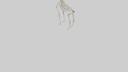 Giraffe Skeleton model VR / AR / low-poly