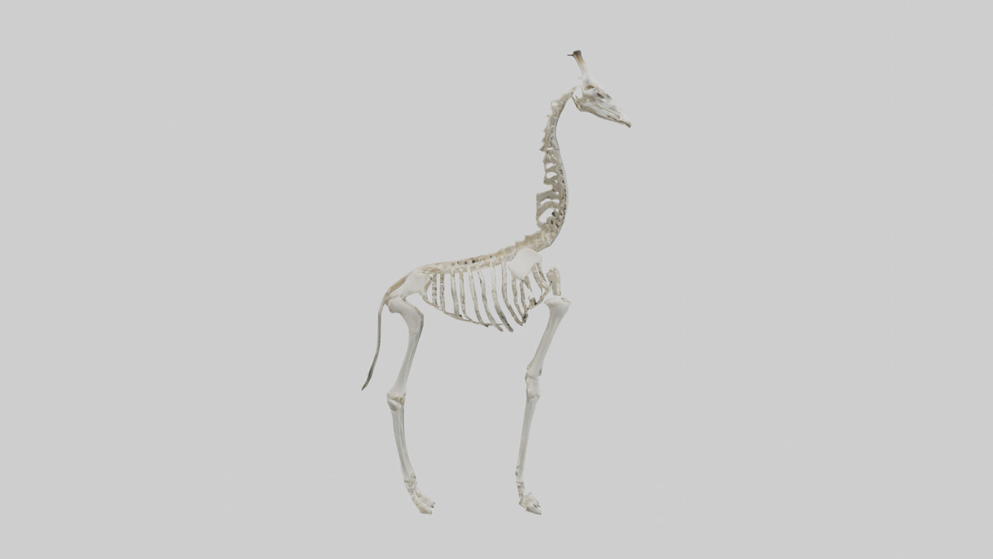 Giraffe Skeleton model VR / AR / low-poly