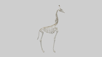 Giraffe Skeleton model VR / AR / low-poly