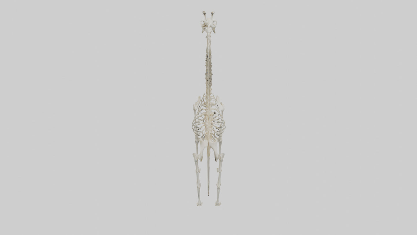 Giraffe Skeleton model VR / AR / low-poly