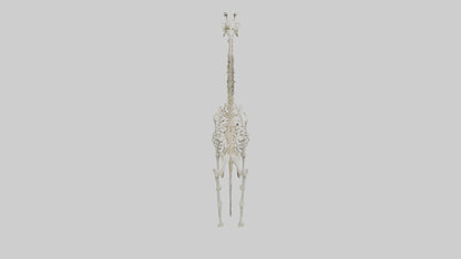 Giraffe Skeleton model VR / AR / low-poly