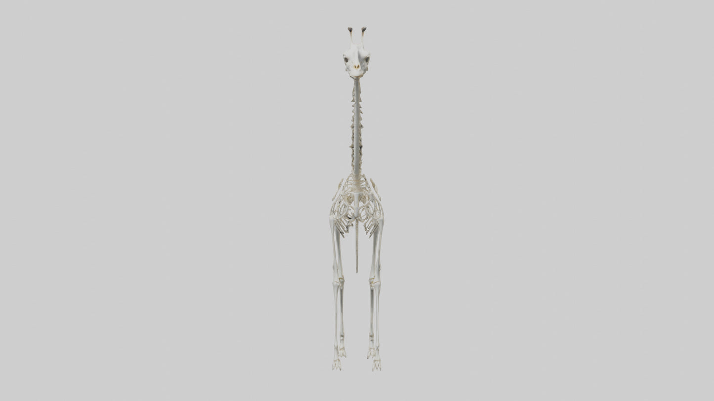 Giraffe Skeleton model VR / AR / low-poly