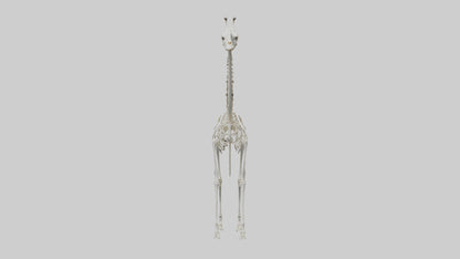 Giraffe Skeleton model VR / AR / low-poly
