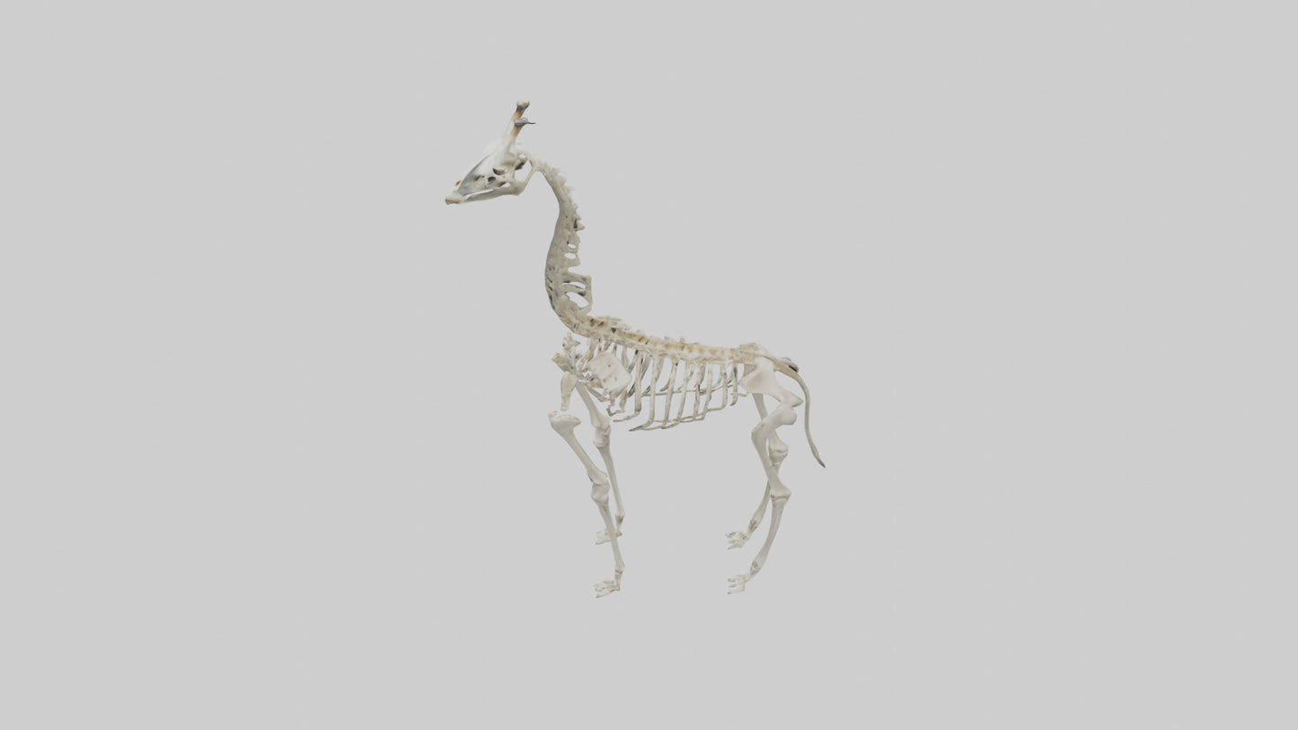 Giraffe Skeleton model VR / AR / low-poly