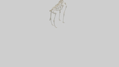 Giraffe Skeleton model VR / AR / low-poly