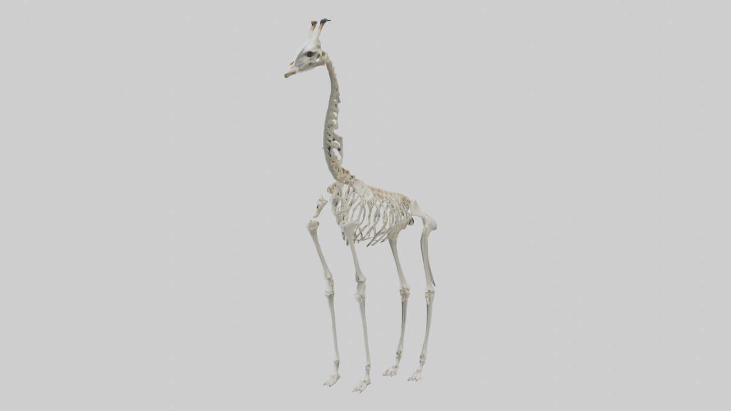 Giraffe Skeleton model VR / AR / low-poly