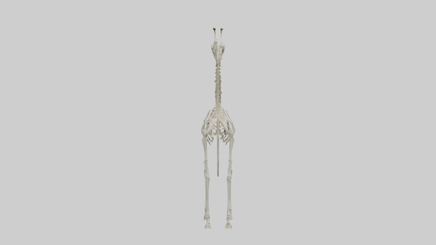 Giraffe Skeleton model VR / AR / low-poly