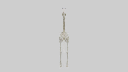Giraffe Skeleton model VR / AR / low-poly