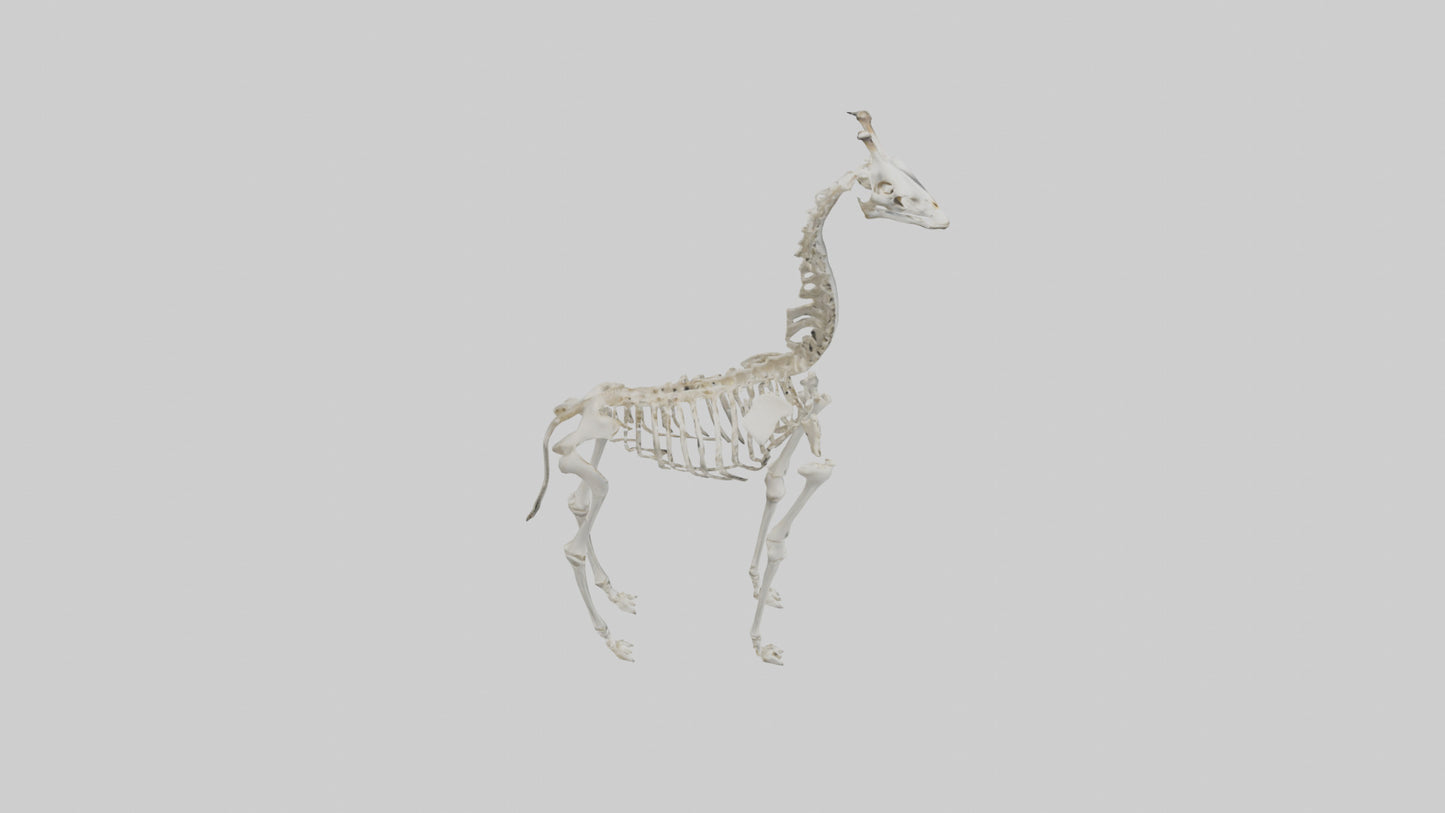 Giraffe Skeleton model VR / AR / low-poly